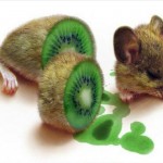 3d funny mouse picture