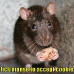 best funny mouse picture