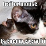whisper cat funny mouse picture