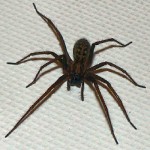 black spider picture