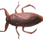brown bug picture