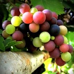 nice grapes picture