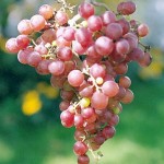 grapes picture wallpaper