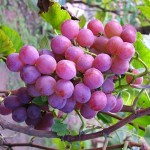 purple grapes picture
