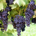 black grapes picture