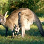 gray kangaroo wallpaper