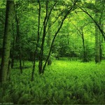 free forest picture