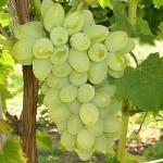 green grapes picture