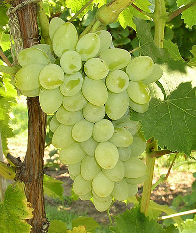 green grapes picture