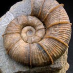 top fossils picture