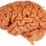 nice brain picture