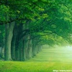 green hd nature wallpaper