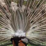 indian blue peacock picture