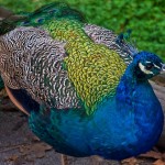 blue peacock picture