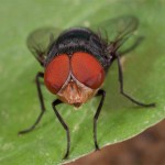 insect on grass picture