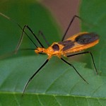 orange insect picture