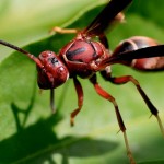 colorful insect picture