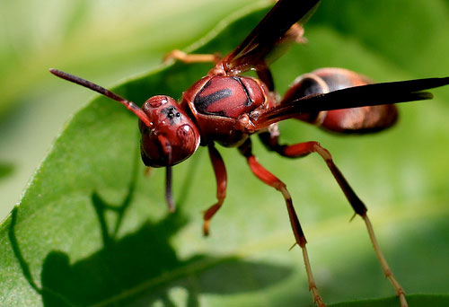 colorful insect picture