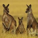 three kangaroo picture