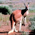 kangaroo picture wallpaper