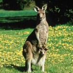 kangaroo joey background wallpaper