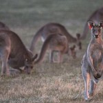 running kangaroo picture