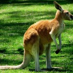 kangaroo picture wallpaper