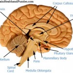 structure brain picture