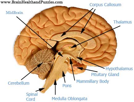 structure brain picture