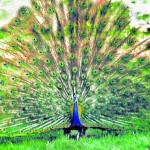 nice peacock picture