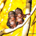 two monkey picture