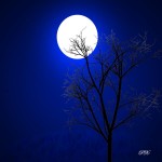 cute moonlight  picture
