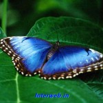 blue butterfly wallpaper