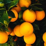 orange fruit wallpaper