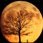 orange moon picture