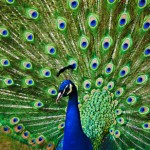 best peacock picture
