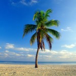 nice palm tree picture