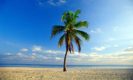 nice palm tree picture