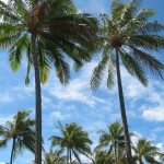 nice palm tree picture