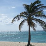 sea palm tree picture
