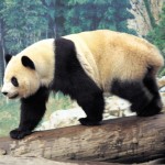 top picture of panda