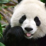 simple picture of panda