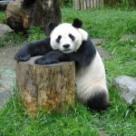 nice picture of panda