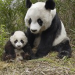 panda bear picture