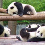 amazing picture of panda