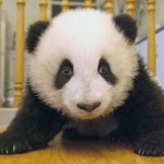 one picture of panda