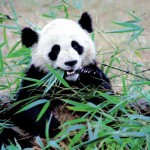 3d picture of panda