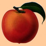 one peach picture