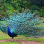 peacock free picture