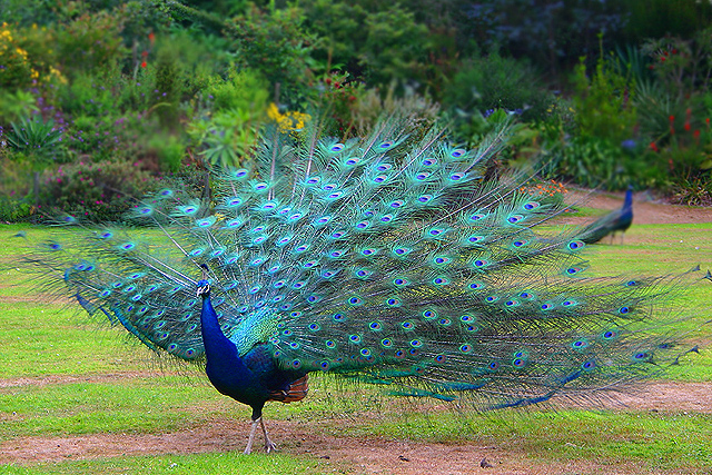 peacock free picture